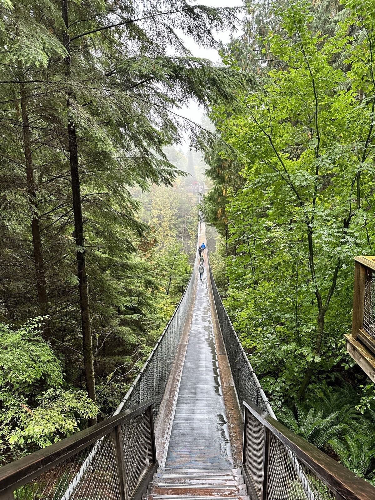 A long suspension bridge stretching through a misty green forest