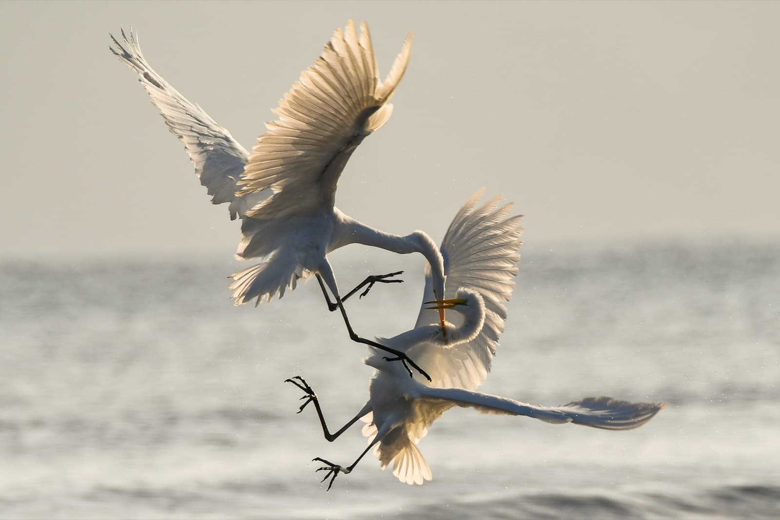 Two white egrets clashing in midair over the water