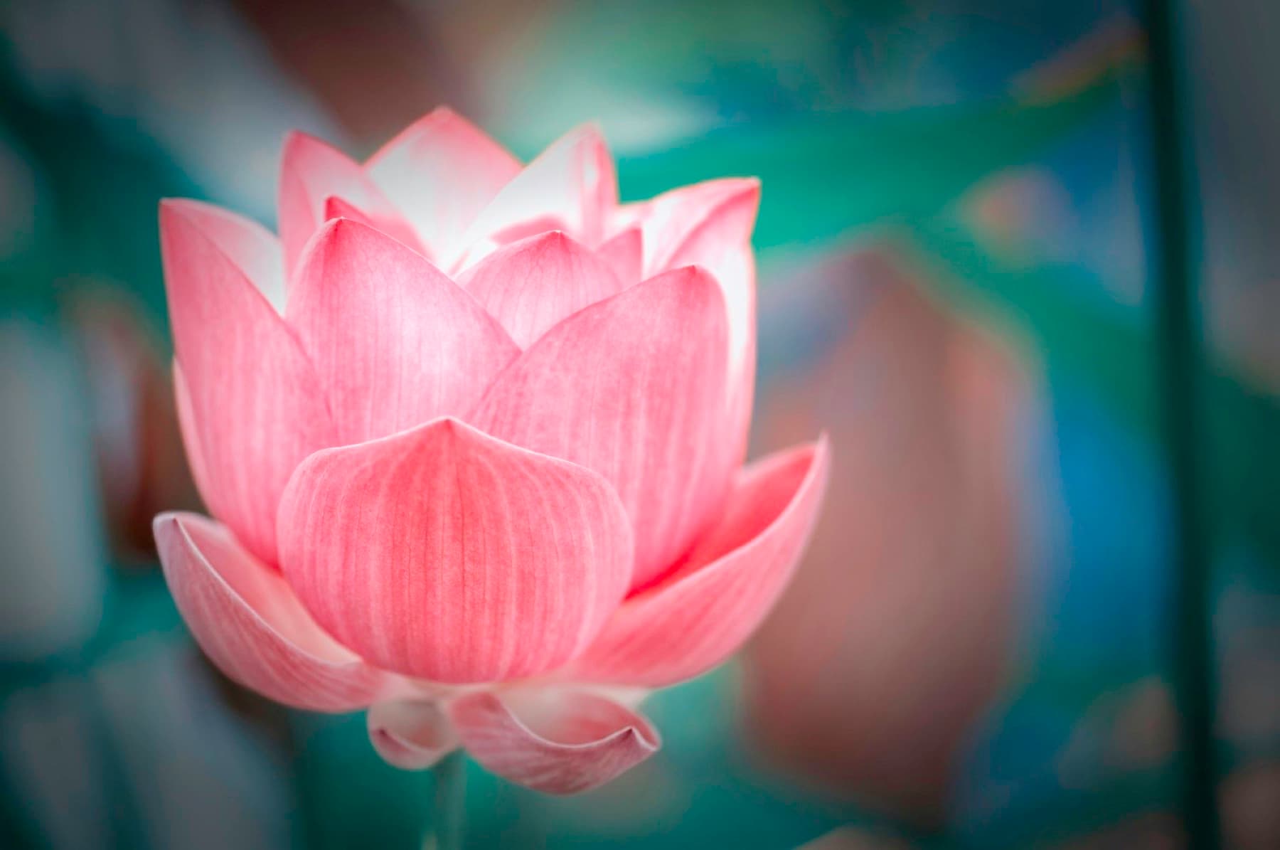 A pink lotus in full bloom