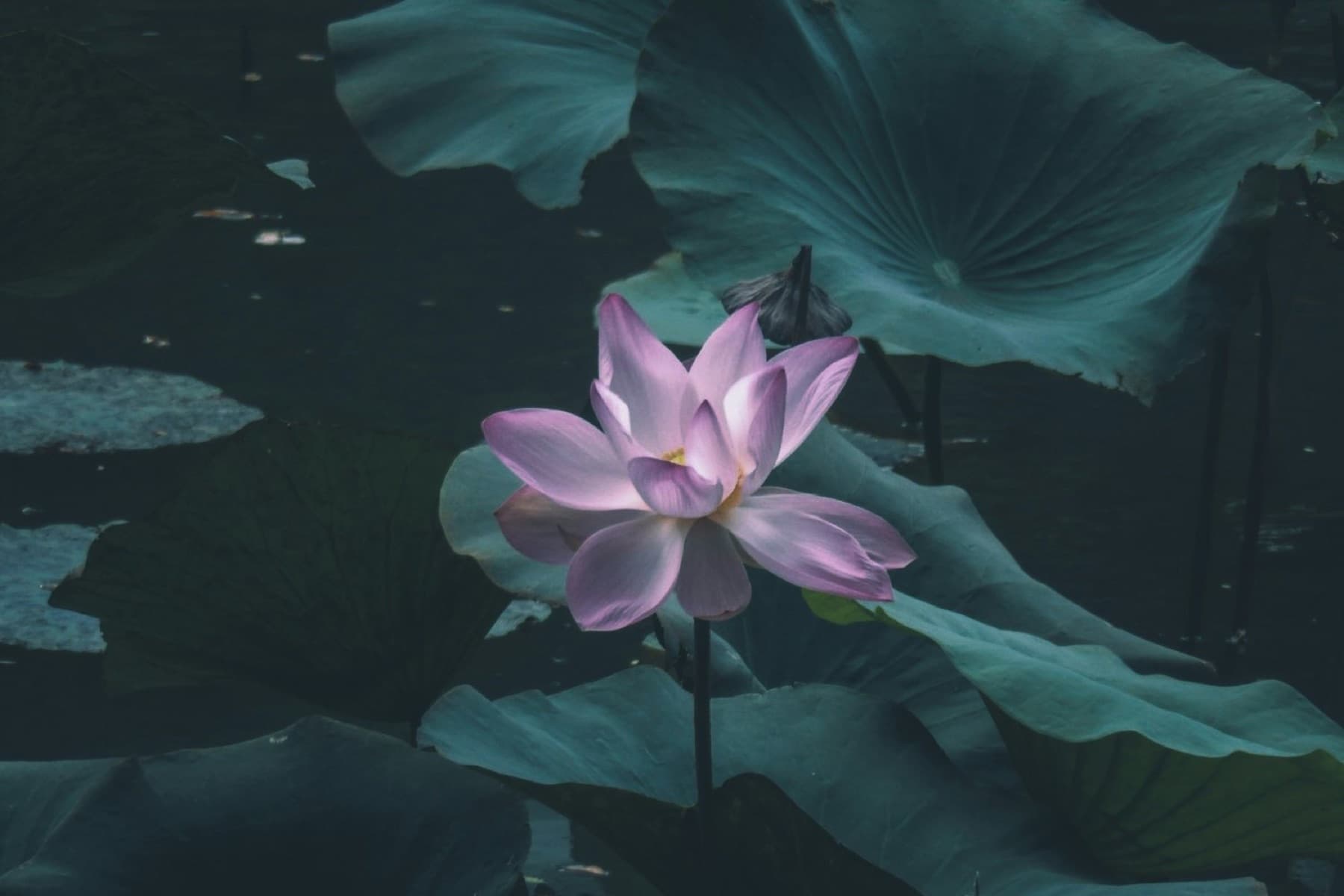 A pink lotus rising from dark water