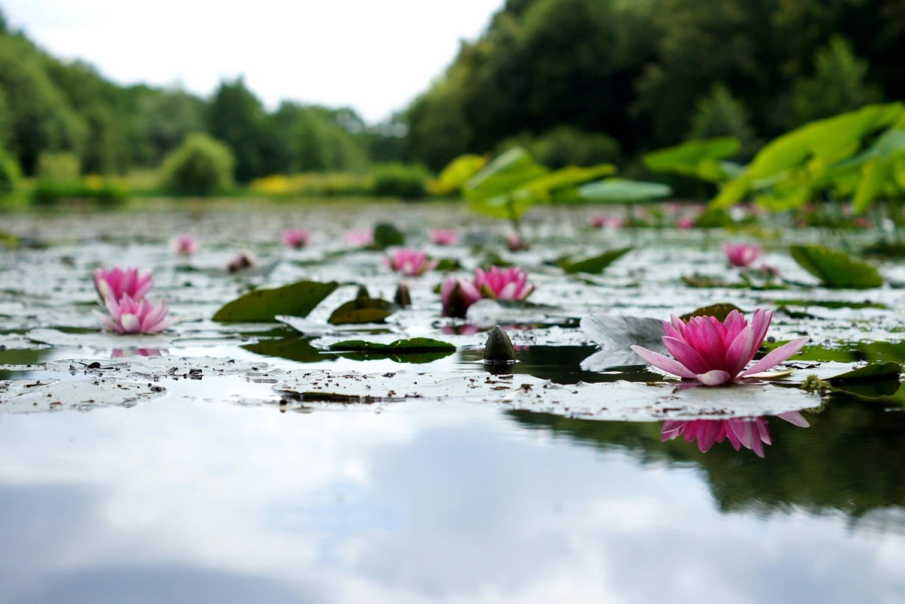 Pink lotus flowers blooming across a still pond