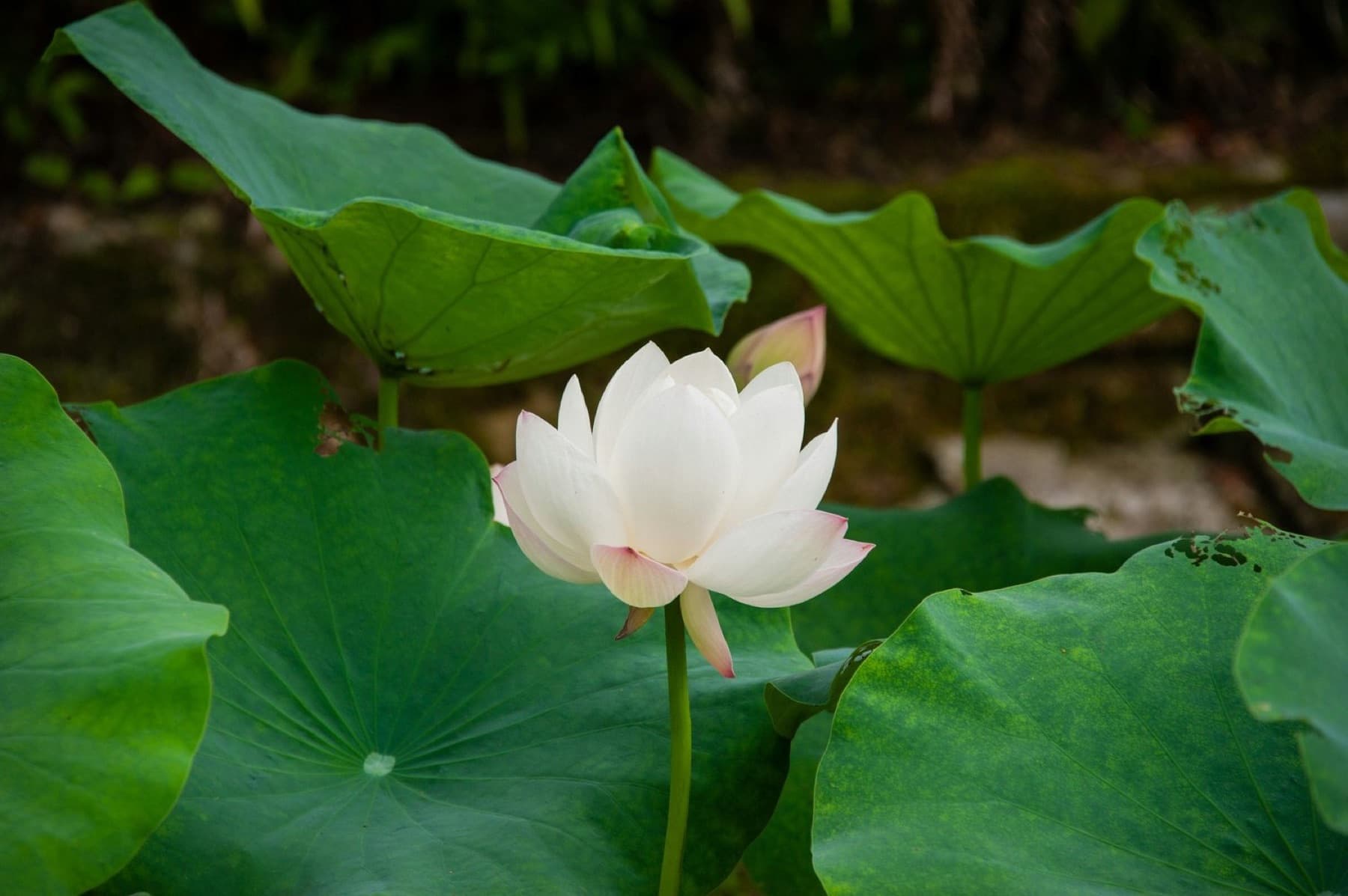 A white lotus opening among broad green leaves