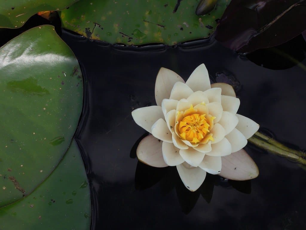 A lotus blooming on still water, a symbol of resilience and healing